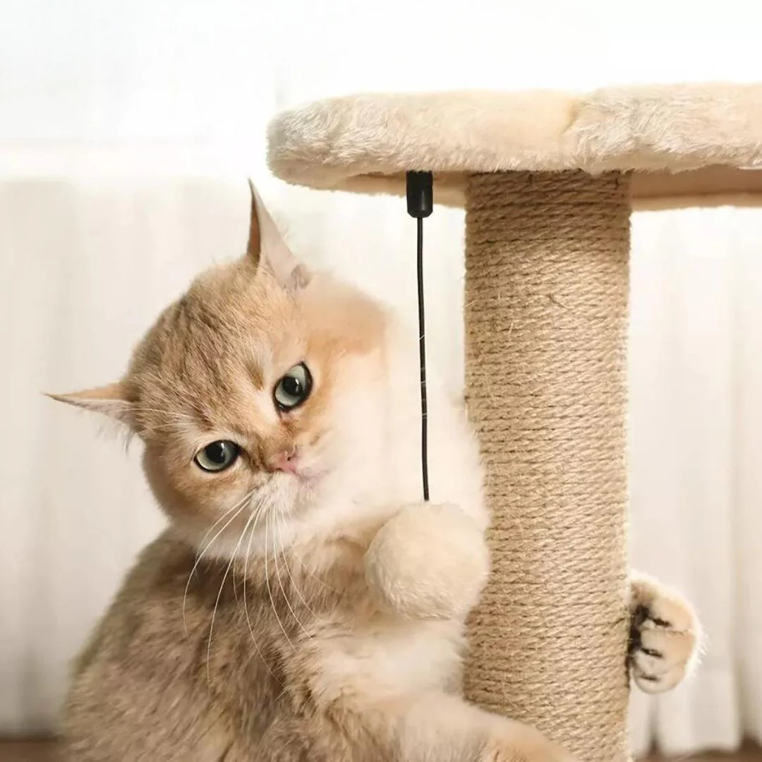 Salon de jeu et de grattage pour chats – Image 4