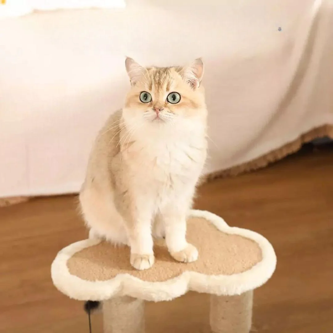 Salon de jeu et de grattage pour chats