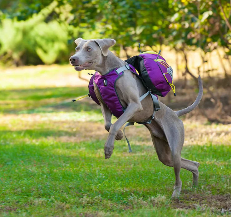 Sac À Dos De Randonnée Pour Chiens Avec Poches Étanches - Civière Portable Pour Chiens Pour Les Activités De Plein Air – Image 2